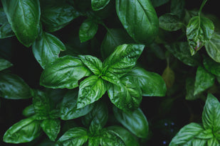 Holy Basil (Tulsi)